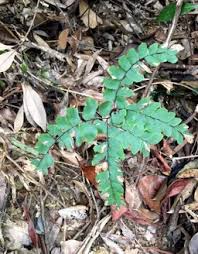 Image result for Arthropteris palisotii