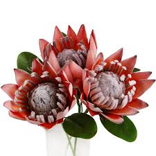 Image result for Protea enervis