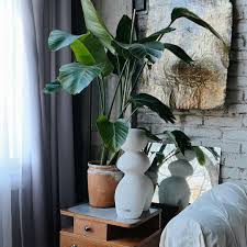 Image result for Strelitzia nicolai