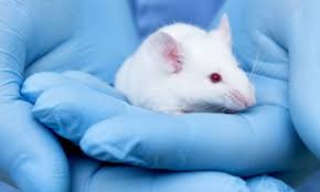 We did not find results for: Could Stem Cells Replace Animal Testing In Drug Development