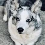 Blue the blue merle cardigan welsh corgi 💙 : r/corgi