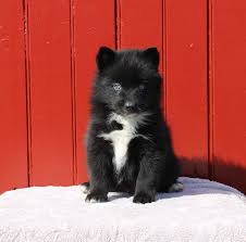 However, the shrill bark convinces many owners to train them to contain indoor barking. Pomsky Puppies For Sale Matthew Stoltzfus Dog Breeder 6635945 64790