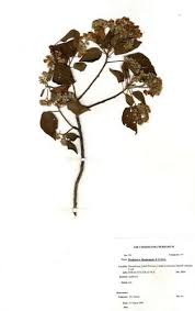 Image result for Dombeya shupangae