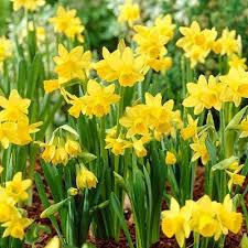 Tete A Tete Miniature Daffodil Daffodil Bulbs Bulb Flowers Fall Bulbs