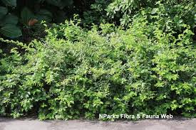 Image result for Lannea virgata