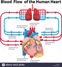 Diagram Showing Blood Flow Of Human Heart Illustration Stock