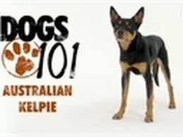 Her father is the same height as a dalmatian but has the colors of a fawn great dane. Dogs 101 Australian Kelpie Youtube