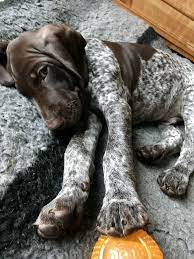 With thousands of lab mix puppies for sale and hundreds of lab mix dog breeders, you're sure to find the perfect lab mix puppy. Bruno 8 Weeks German Shorthaired Pointer Gsp Hannasinslag Germanshorthairedpointer Pointer Puppies German Shorthaired Pointer German Shorthaired Pointer Dog