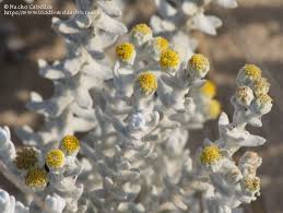 Maybe you would like to learn more about one of these? Otanthus Maritimus L Hoffm Link 16562 Biodiversidad Virtual Plantas