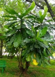 Image result for Anthocleista