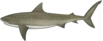Tiger shark comes under requiem shark species. About Sharks Sharksmart