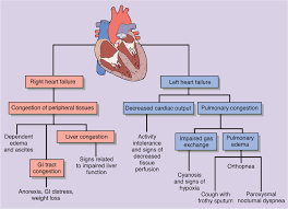 Popista Heart Failure Nursing Heart Failure Cardiac Disease