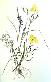 Image result for Pyrenacantha kirkii