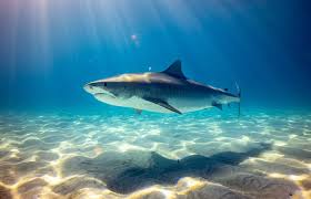 The tiger shark is one of the most feared ocean predators. Tiger Shark Pictures Download Free Images On Unsplash