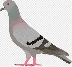 We did not find results for: Ilustrasi Merpati Abu Abu English Carrier Pigeon Columbidae Bird Pigeon Hewan Fauna Wallpaper Desktop Png Pngwing