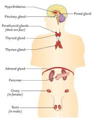 the endocrine system