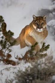 Puma Ready To Pounce Mountain Lion Vilda Djur Djur Katt