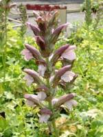 Over 80% new & buy it now; Stauden Stade Versand Shop Acanthus Mollis X Spinosus Mornings Candle Barentatze Hier Bestellen