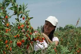 Mai exact, monica adina catricicau a accesat fonduri nerambursabile, in valoare de 15.000 euro, prin submasura 6.3 dedicata investitiilor in fermele mici. Cultivarea Goji In Romania Fonduri Europene Prin Pndr Pentru A Cultiva Goji Goji Berries Goji Berries