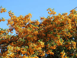 Image result for Pyracantha coccinea soleil d'or