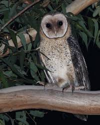 David Ongley On Instagram Australian Masked Owl F On The Nsw Mid North Coast I Know It Is Female Because I Saw Her With H In 2020 Owl North Coast Australian Birds