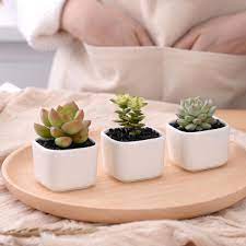 A simple ceramic pot can make that big bird of paradise or monstera look less like an impulse purchase on your way out of ikea, and more like a. Techome Classic White Ceramic Flower Pot Small Square Green Plant Holders Flower Container Pot Desk Balcony Mini Plant Pot Flower Pots Planters Aliexpress