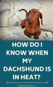 How Do I Know When My Female Dachshund Is In Heat