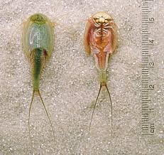 Wo unterrichtet die frau des dozenten alexandrow? Triops Longicaudatus Wikipedia