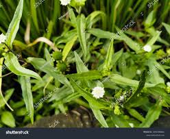 Image result for Kyllinga alba