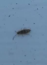 Window Sill Bugs - Ask Extension