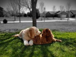 Best Goldendoodle Generations F1 F1b F1bb F2 F2b F3 We Love Doodles Goldendoodle Love Doodles Hybrid Dogs