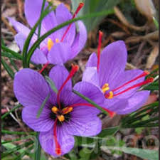 Crocus Sativus Saffron Crocus Crocus Flower Crocus Bulbs