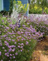 Image result for Nemesia lilacina