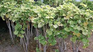 Image result for Polyscias fulva