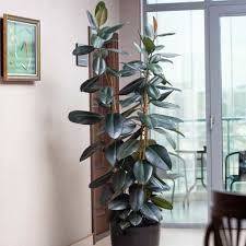 Image result for Ficus elastica