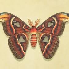 Just as it's about to pounce, the moth's wings spring. Atlas Moth Animal Crossing Wiki Fandom