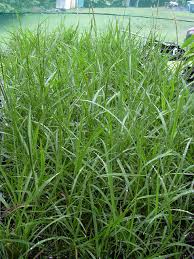 Image result for Ischaemum afrum