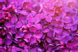 What's the most romantic flower. Most Romantic Flowers Valentinesday2019