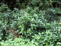 Image result for Loxodera bovonei