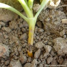 Image result for tomato seedling damping off