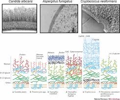 Check spelling or type a new query. The Fungal Cell Wall Structure Biosynthesis And Function Microbiology Spectrum