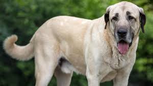 Kangal dogs have an instinctive wariness of strange dogs but are not typically belligerent toward people. Kangal Zerfleischte Rentnerin Nun Stehen Die Halter Vor Gericht Stern De