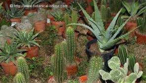 Esta mezcla también debe mantenerse por unos 10 días tapada bajo el sol y la mezcla se va. Semillas De Cactus Y Suculentas Botanical Online