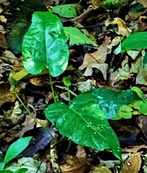 Image result for Dorstenia schliebenii