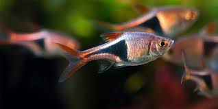 Apr 30, 2021 · the harlequin rasbora is a small, schooling fish with a vibrant ruby coloration. Easy Schooling Fish The Aquarium Guide