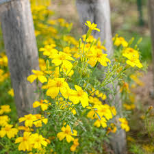 Image result for tagetes)