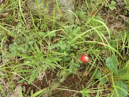 Image result for Protea micans