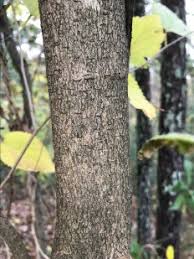 Unripe fruit and mature leaves have a white sap that's intoxicating and mildly hallucinogenic. Ghnswtgennf7cm