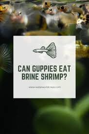 Can Guppies Eat Brine Shrimp Why It S Awesome Waterworld Craze In 2020 Brine Shrimp Pet Fish Guppy