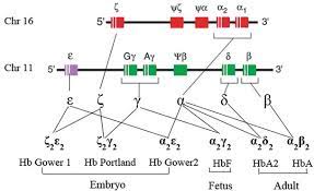 Emerging Techniques For Thalassemia Gene Detection | Intechopen